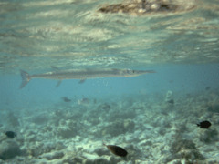 Needlefish - Houndfish - Tylosurus crocodilus