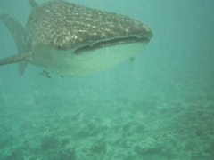 Sharks - Whale Shark - Rhincodon typus