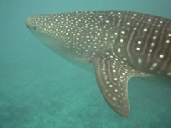 Sharks - Whale Shark - Rhincodon typus