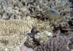 Butterflyfish - Melon butterflyfish - Chaetodon trifasciatus