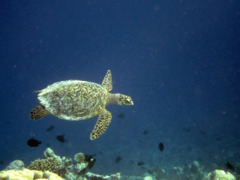 Turtle - Hawksbill Turtle - Eretmochelys imbricata