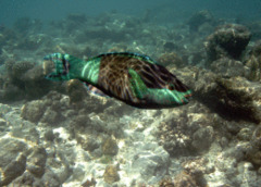 Parrotfish - Bridled Parrotfish - Scarus frenatus