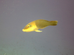 Wrasse - Blackedge Thicklip Wrasse - Hemigymnus melapterus