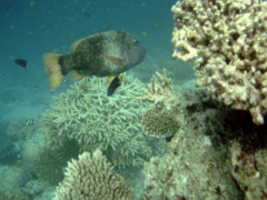 Emperors - Orange-spotted Emperor - Lethrinus erythacanthus