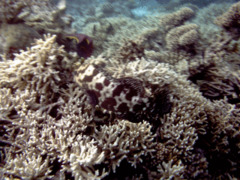 Groupers - Brown Marbled Grouper - Epinephelus fuscoguttatus