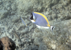 Surgeonfish - Powder Blue - Acanthurus leucosternon