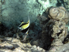 Surgeonfish - Moorish Idol - Zanclus cornutus