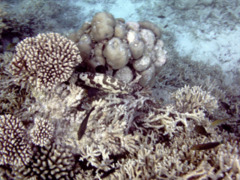 Groupers - Brown Marbled Grouper - Epinephelus fuscoguttatus