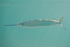 Halfbeaks - Ballyhoo - Hemiramphus brasiliensis