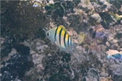 Damselfish - Sergeant Major - Abudefduf saxatilis