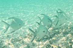 Jacks - Palometa - Trachinotus goodei