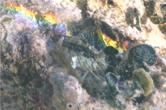 Blennies - Dusky Blenny - Malacoctenus gilli