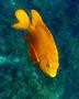 Damselfish - Garibaldi damselfish - Hypsypops  rubicundus