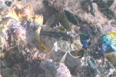 Blennies - Dusky Blenny - Malacoctenus gilli