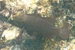 Groupers - Graysby - Cephalopholis cruentatus