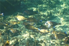 Surgeonfish - Doctorfish - Acanthurus chirurgus