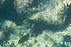 Sweeper - Glassy Sweeper - Pempheris schomburgki