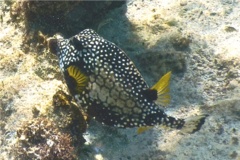 Trunkfish - Smooth Trunkfish - Lactophrys triqueter