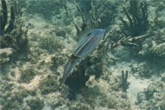 Squid - Caribbean Reef Squid - Sepioteuthis sepioidea