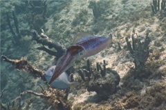 Squid - Caribbean Reef Squid - Sepioteuthis sepioidea