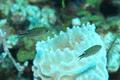 Damselfish - Brown Chromis - Chromis multilineata