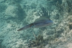 Squid - Caribbean Reef Squid - Sepioteuthis sepioidea