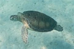 Turtle - Green Sea Turtle - Chelonia mydas