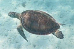 Turtle - Green Sea Turtle - Chelonia mydas