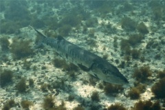 Barracuda - Great Barracuda - Sphyraena barracuda