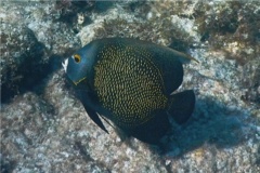 Angelfish - French Angelfish - Pomacanthus paru