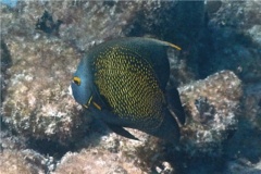 Angelfish - French Angelfish - Pomacanthus paru