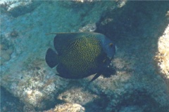 Angelfish - French Angelfish - Pomacanthus paru