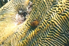 Nudibranch - Christmas tree worm - spirobranchius giganteus