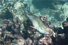 Parrotfish - Redband Parrotfish - Sparisoma aurofrenatum