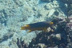 Hogfish - Spanish Hogfish - Bodianus rufus