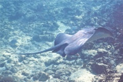 Stingrays - Whiptail Stingray - Himantura schmardae