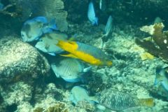 Hogfish - Spanish Hogfish - Bodianus rufus