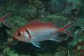 Squirrelfish - Blackbar Soldierfish - Myripristis jacobus