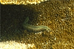 Bristleworm - Bearded Fireworm - Hermodice carunculata