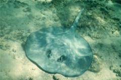 Stingrays - Whiptail Stingray - Himantura schmardae