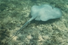 Stingrays - Whiptail Stingray - Himantura schmardae