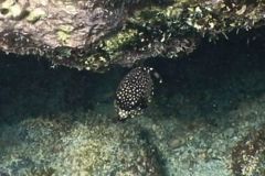 Trunkfish - Smooth Trunkfish - Lactophrys triqueter