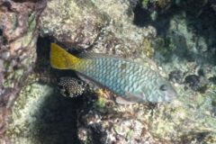 Parrotfish - Yellowtail Parrotfish - Sparisoma rubripinne