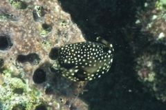 Trunkfish - Smooth Trunkfish - Lactophrys triqueter