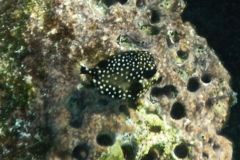 Trunkfish - Smooth Trunkfish - Lactophrys triqueter