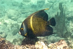 Angelfish - French Angelfish - Pomacanthus paru