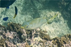 Chubs - Bermuda Chub - Kyphosus sectatrix