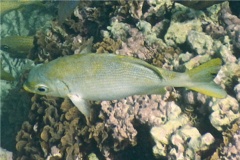 Chubs - Bermuda Chub - Kyphosus sectatrix