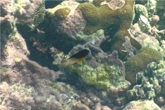 Damselfish - Bicolor Damselfish - Stegastes partitus