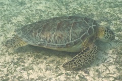 Turtle - Green Sea Turtle - Chelonia mydas